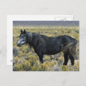 Wild Mustang Paard in de woestijn Briefkaart (Voorkant / Achterkant)