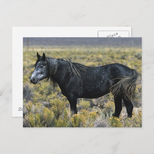 Wild Mustang Paard in de woestijn Briefkaart (Voorkant / Achterkant)