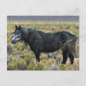 Wild Mustang Paard in de woestijn Briefkaart (Voorkant)