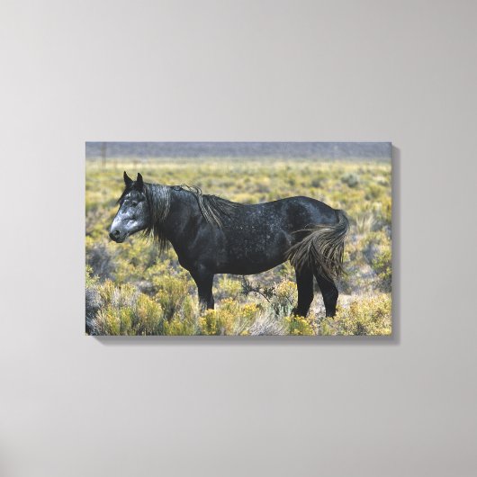 Wild Mustang Paard in de woestijn Canvas Afdruk (Voorkant)
