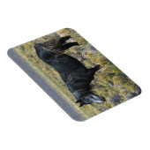 Wild Mustang Paard in de woestijn Magneet (Rechterzijde)