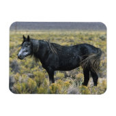 Wild Mustang Paard in de woestijn Magneet (Horizontaal)