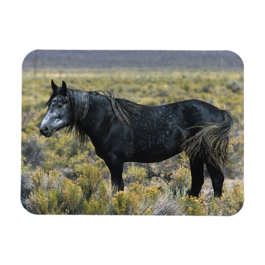 Wild Mustang Paard in de woestijn Magneet (Horizontaal)
