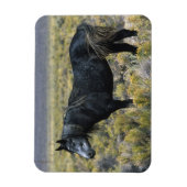 Wild Mustang Paard in de woestijn Magneet (Verticaal)