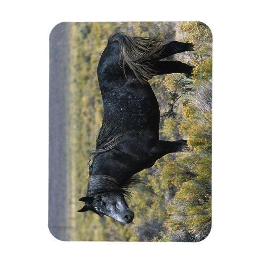 Wild Mustang Paard in de woestijn Magneet (Verticaal)