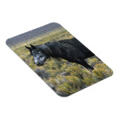 Wild Mustang Paard in de woestijn Magneet (Rechterzijde)