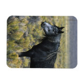 Wild Mustang Paard in de woestijn Magneet (Horizontaal)