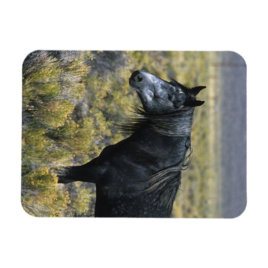 Wild Mustang Paard in de woestijn Magneet (Horizontaal)