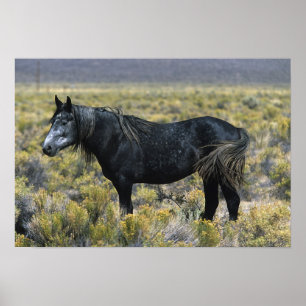 Wild Mustang Paard in de woestijn Poster
