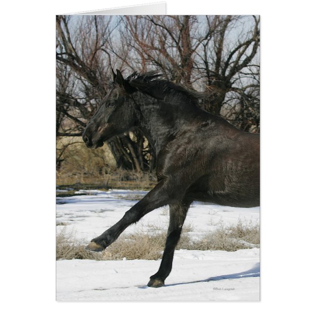 Wild Mustang Paard in sneeuw 2 (Voorkant)