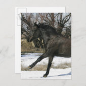 Wild Mustang Paard in sneeuw 2 Briefkaart (Voorkant / Achterkant)