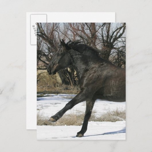 Wild Mustang Paard in sneeuw 2 Briefkaart (Voorkant / Achterkant)