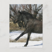 Wild Mustang Paard in sneeuw 2 Briefkaart (Voorkant)