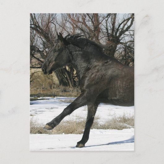 Wild Mustang Paard in sneeuw 2 Briefkaart (Voorkant)