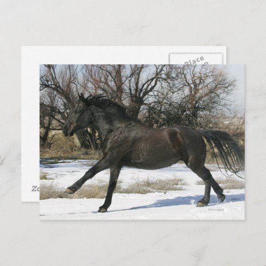 Wild Mustang Paard in sneeuw 2 Briefkaart (Voorkant / Achterkant)