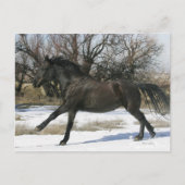 Wild Mustang Paard in sneeuw 2 Briefkaart (Voorkant)