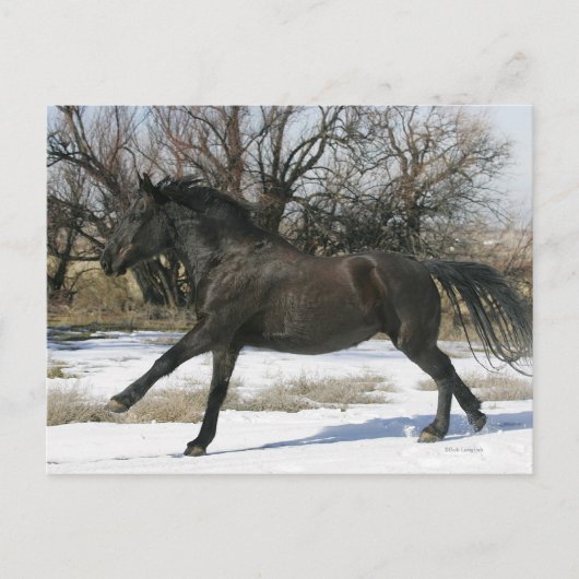 Wild Mustang Paard in sneeuw 2 Briefkaart (Voorkant)