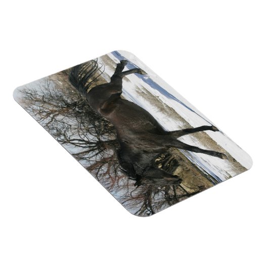 Wild Mustang Paard in sneeuw 2 Magneet (Rechterzijde)