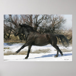 Wild Mustang Paard in sneeuw 2 Poster