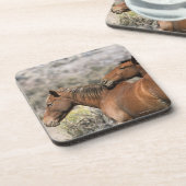 Wild Mustang Paarden die aanraken Bier Onderzetter (Linkerzijde)