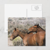 Wild Mustang Paarden die aanraken Briefkaart (Voorkant / Achterkant)