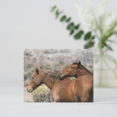 Wild Mustang Paarden die aanraken Briefkaart (Staand voorkant)