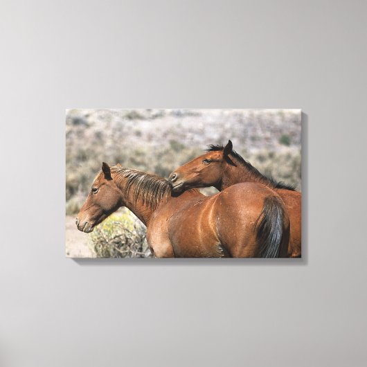 Wild Mustang Paarden die aanraken Canvas Afdruk (Voorkant)