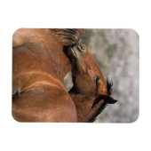 Wild Mustang Paarden die aanraken Magneet (Horizontaal)