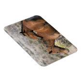 Wild Mustang Paarden die aanraken Magneet (Rechterzijde)