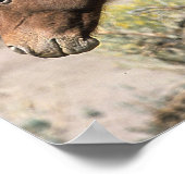 Wild Mustang Paarden die aanraken Poster (Hoek)