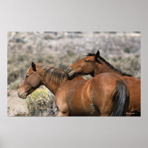 Wild Mustang Paarden die aanraken Poster