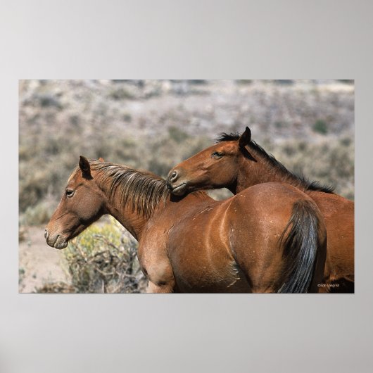 Wild Mustang Paarden die aanraken Poster (Voorkant)