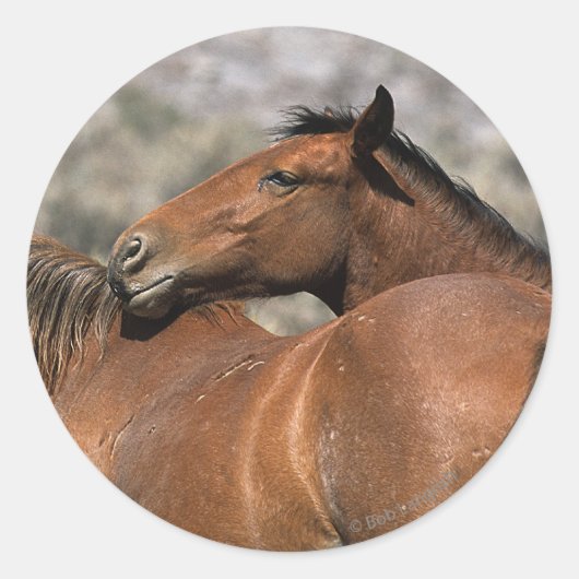 Wild Mustang Paarden die aanraken Ronde Sticker (Voorkant)