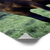 Wild Mustang Poster (Hoek)