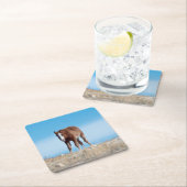 wild mustang veulen kartonnen onderzetters (Insitu)