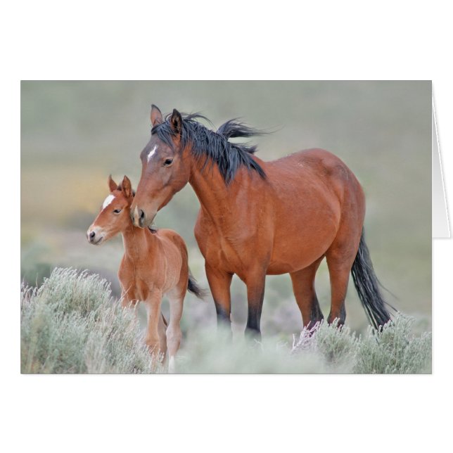 Wild Mustangs (Voorkant Horizontaal)