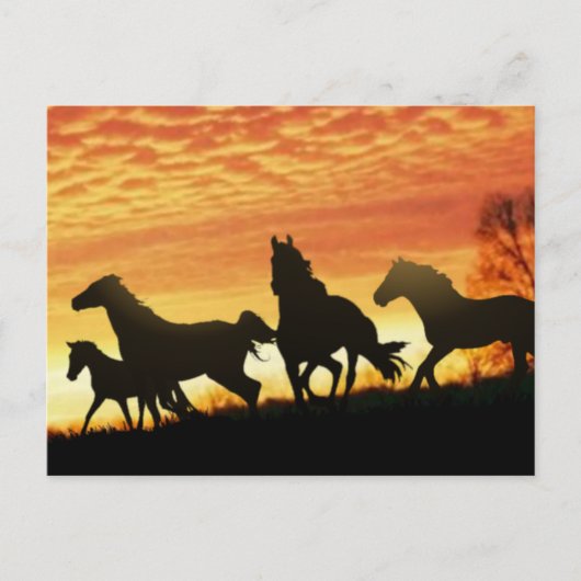 Wild Mustangs Briefkaart (Voorkant)