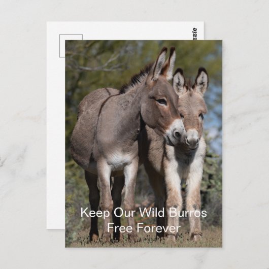 Wild Mustangs Forever Briefkaart (Voorkant / Achterkant)