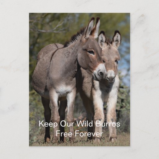 Wild Mustangs Forever Briefkaart (Voorkant)