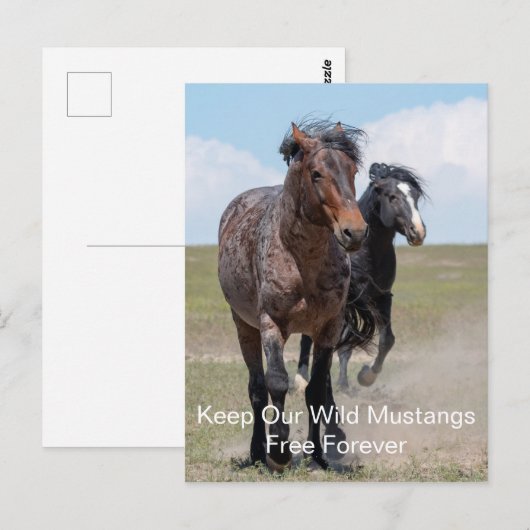 Wild Mustangs Forever Briefkaart (Voorkant / Achterkant)