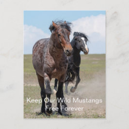 Wild Mustangs Forever Briefkaart