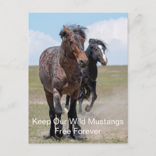 Wild Mustangs Forever Briefkaart (Voorkant)