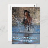 Wild Mustangs Forever Briefkaart (Voorkant / Achterkant)