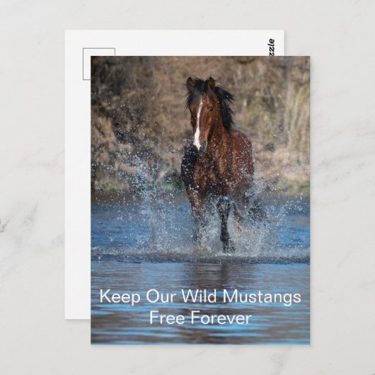 Wild Mustangs Forever Briefkaart (Voorkant / Achterkant)