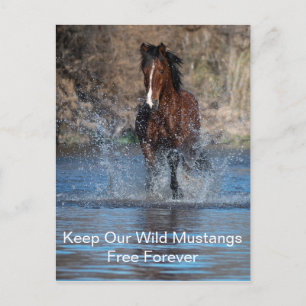 Wild Mustangs Forever Briefkaart