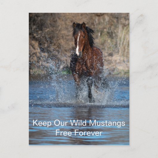 Wild Mustangs Forever Briefkaart (Voorkant)