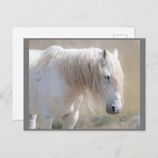 Wild Mustangs Forever Briefkaart (Voorkant / Achterkant)