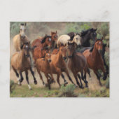 Wild Mustangs Horse Briefkaart (Voorkant)