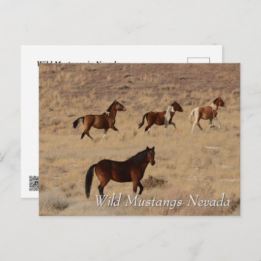 Wild Mustangs in Nevada desert Briefkaart (Voorkant / Achterkant)