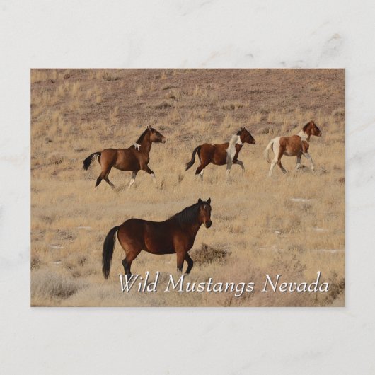 Wild Mustangs in Nevada desert Briefkaart (Voorkant)